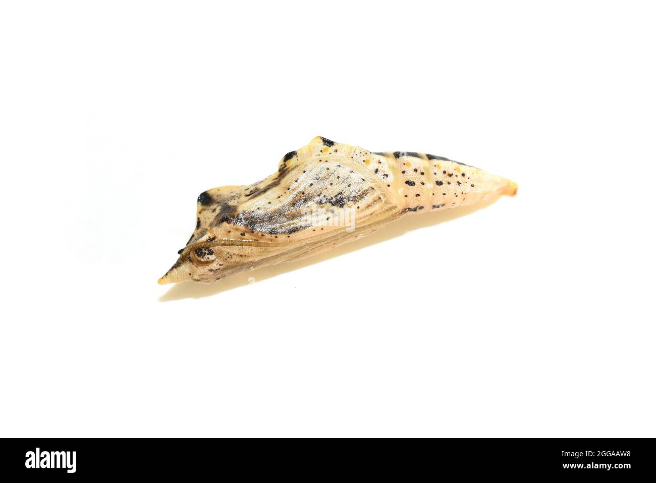 Pupa du papillon blanc pieris nali isolé sur fond blanc Banque D'Images