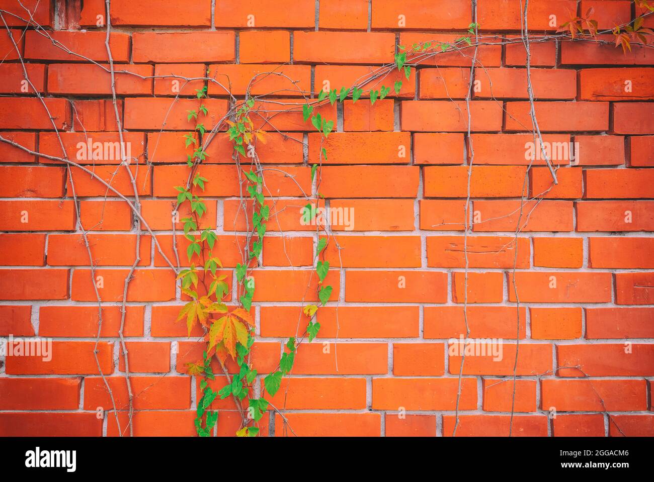Texture de surface de la structure de mur en brique rouge avec plante Ivy avec feuilles, rosier vert et vignes. Matériau pour l'arrière-plan de la décoration de conception. Banque D'Images