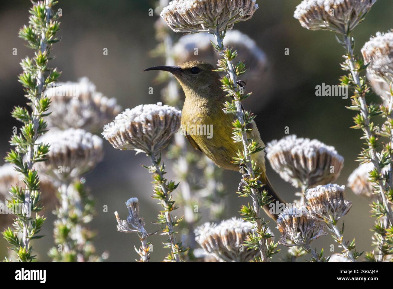 Femelle de Sunbird à poitrine d'orange (Anthobaphes violacea) se nourrissant de Metalasia muricata ou de Blombos, McGregor, Cap occidental, Afrique du Sud. Un fynb endémique Banque D'Images