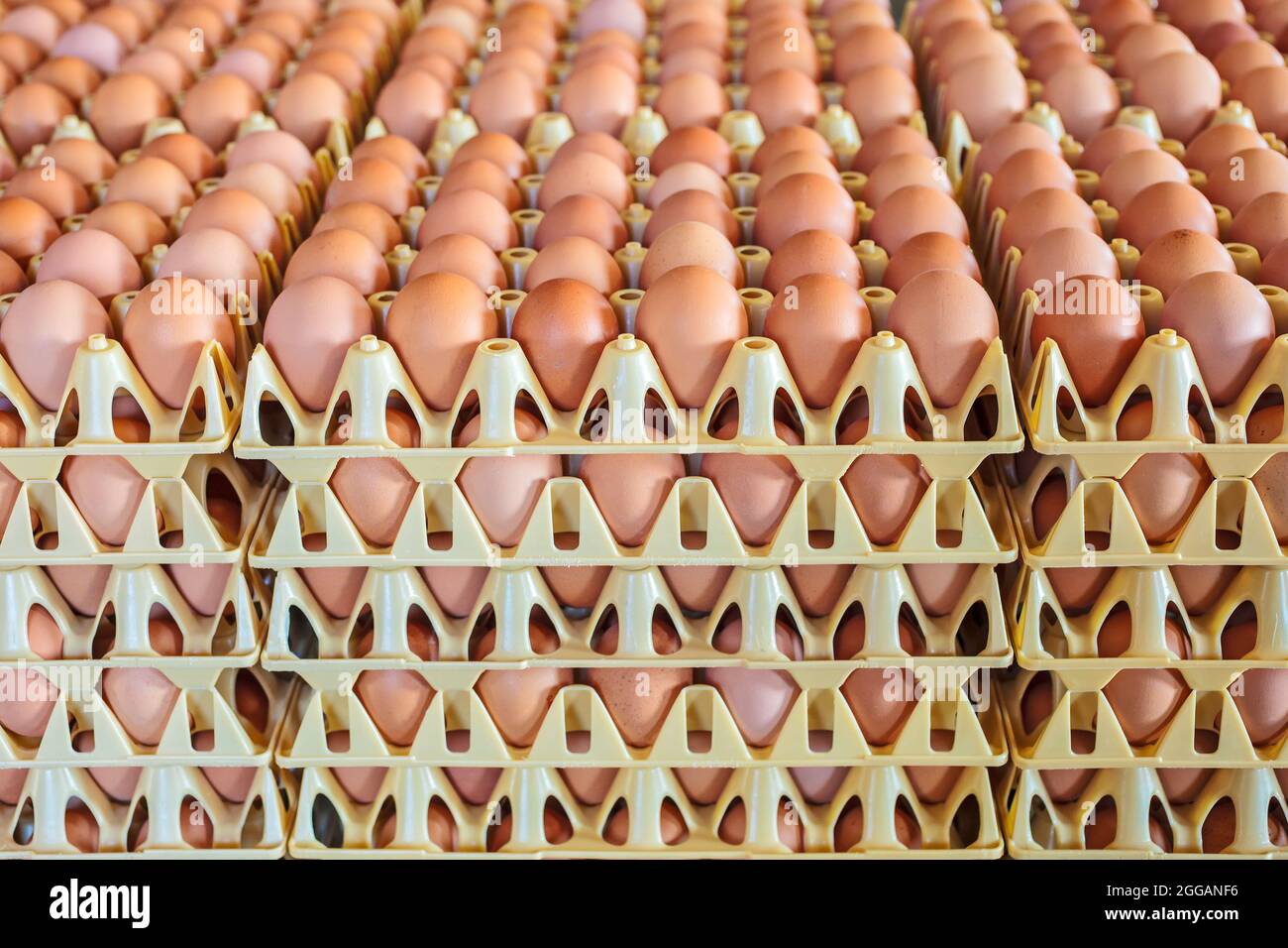 Caisses en plastique avec œufs frais blancs et bruns sur une ferme de poulet biologique Banque D'Images
