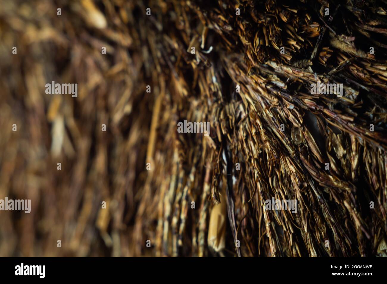 Gros plan d'une surface de branche d'arbre pointu Banque D'Images