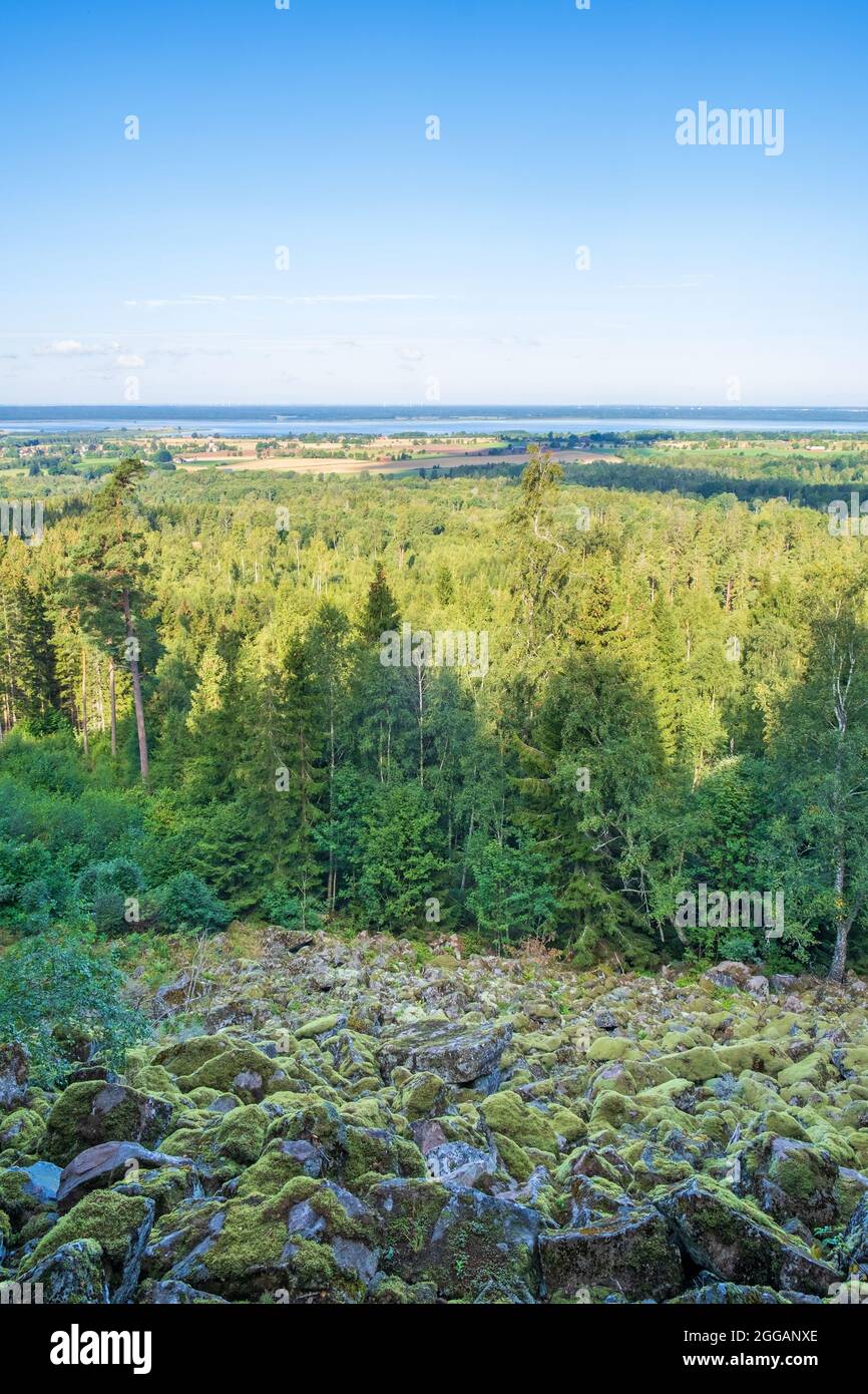 Pente de talus avec des rochers couverts de mousse par une forêt Banque D'Images