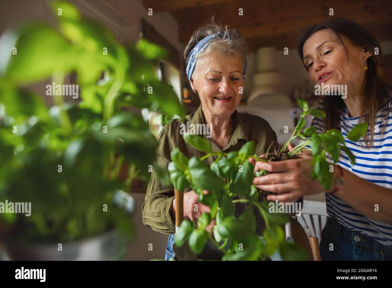 Bonne mère âgée avec une fille adulte à l'intérieur à la maison, plantant des herbes. Banque D'Images