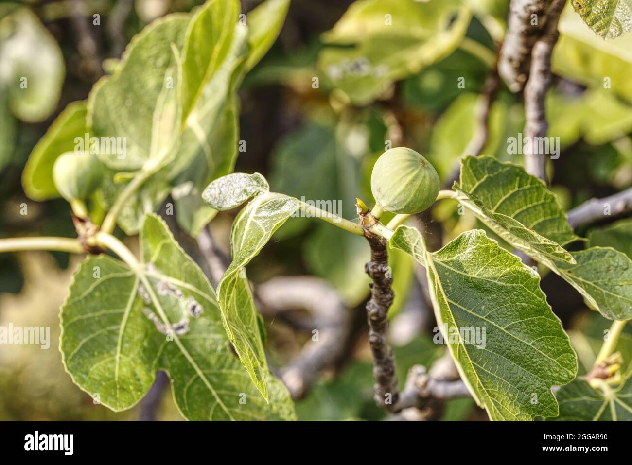 gros plan de fruits de figue sur un arbre Banque D'Images