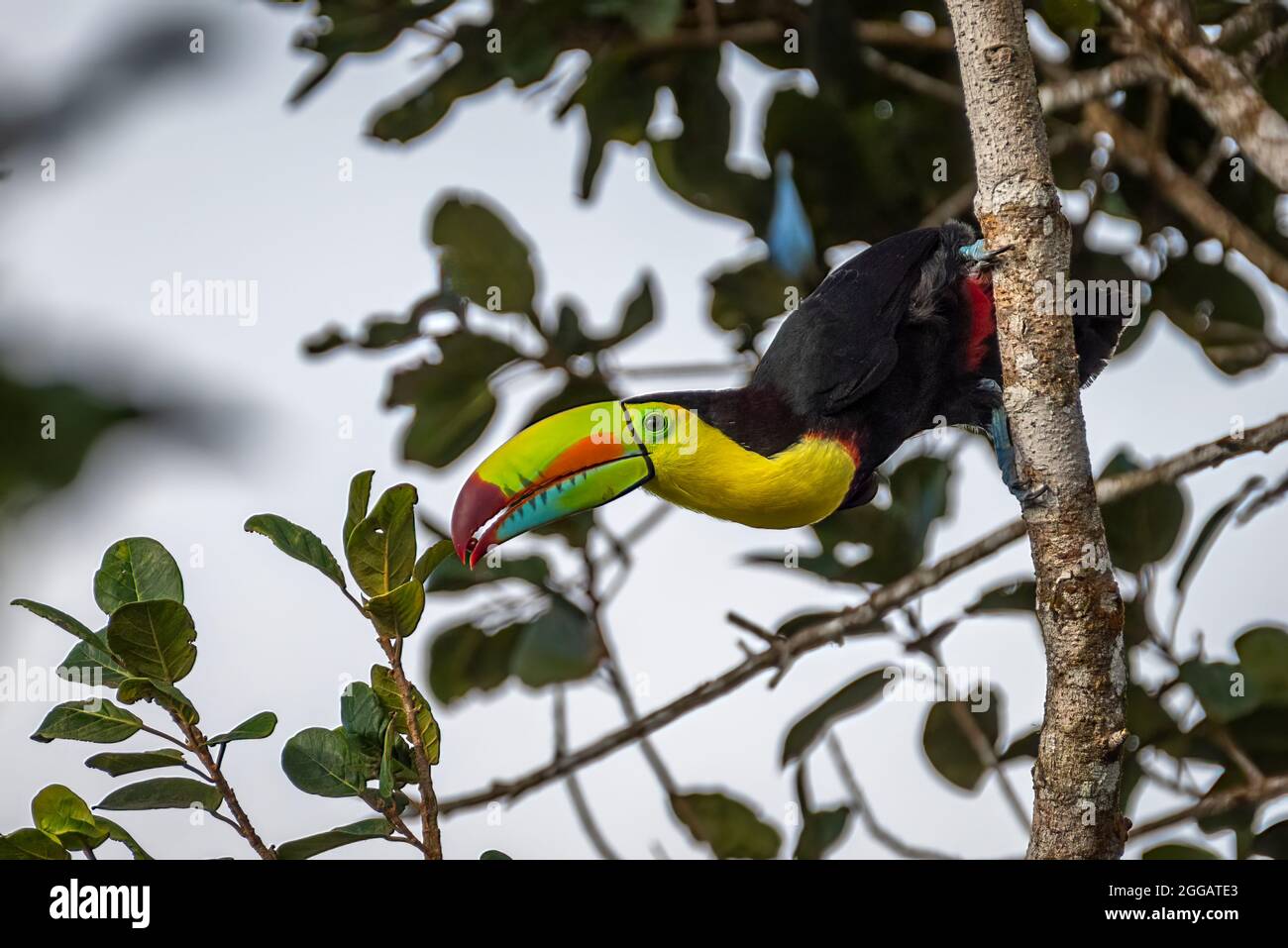 Images de toucan à bec de quille (Ramphastos sulfuratus) prises dans la forêt tropicale de Panamas Banque D'Images