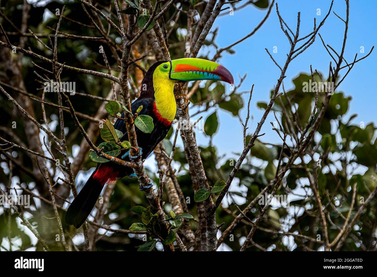Images de toucan à bec de quille (Ramphastos sulfuratus) prises dans la forêt tropicale de Panamas Banque D'Images