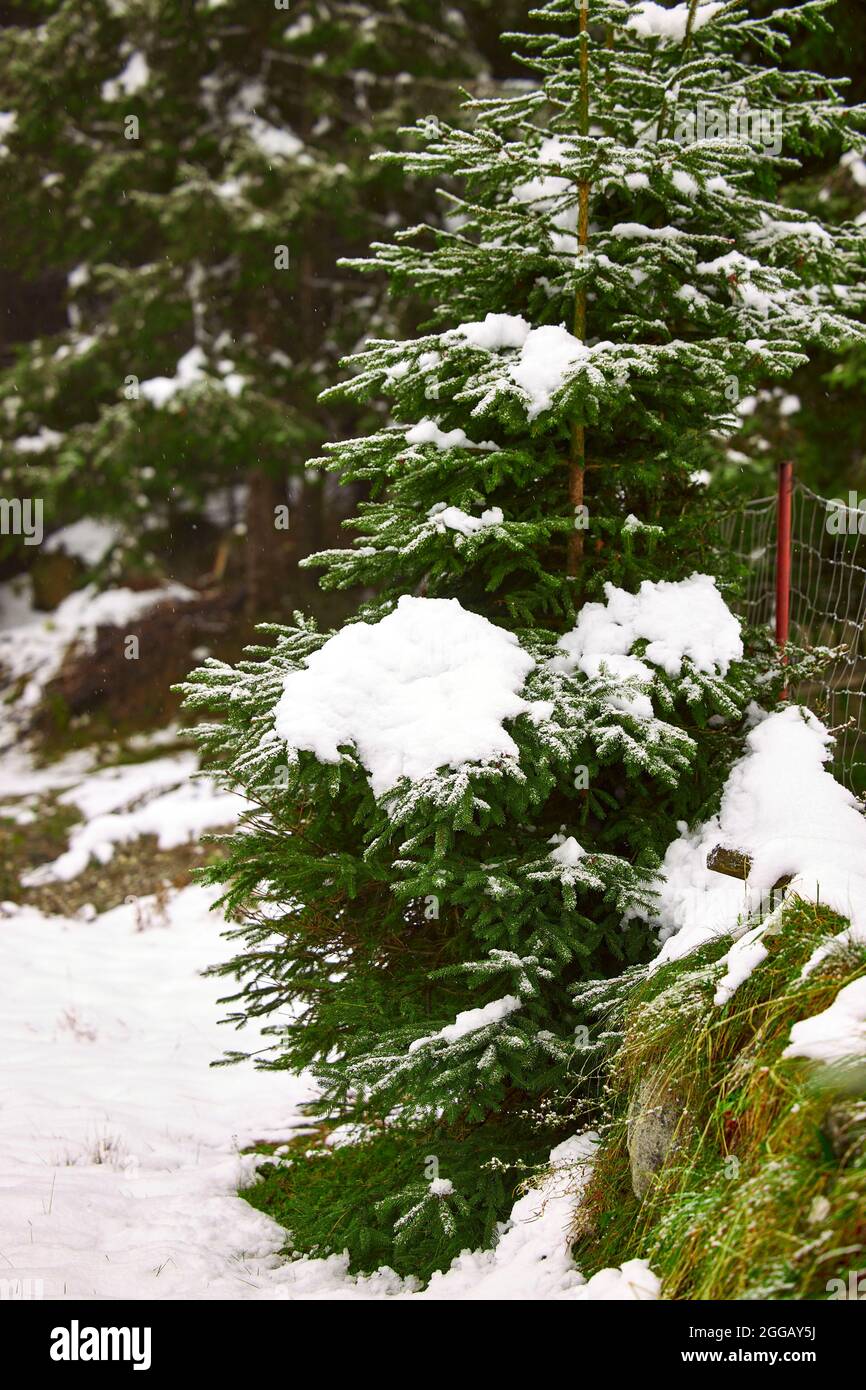 gros plan de pin avec de la neige sur les branches Banque D'Images