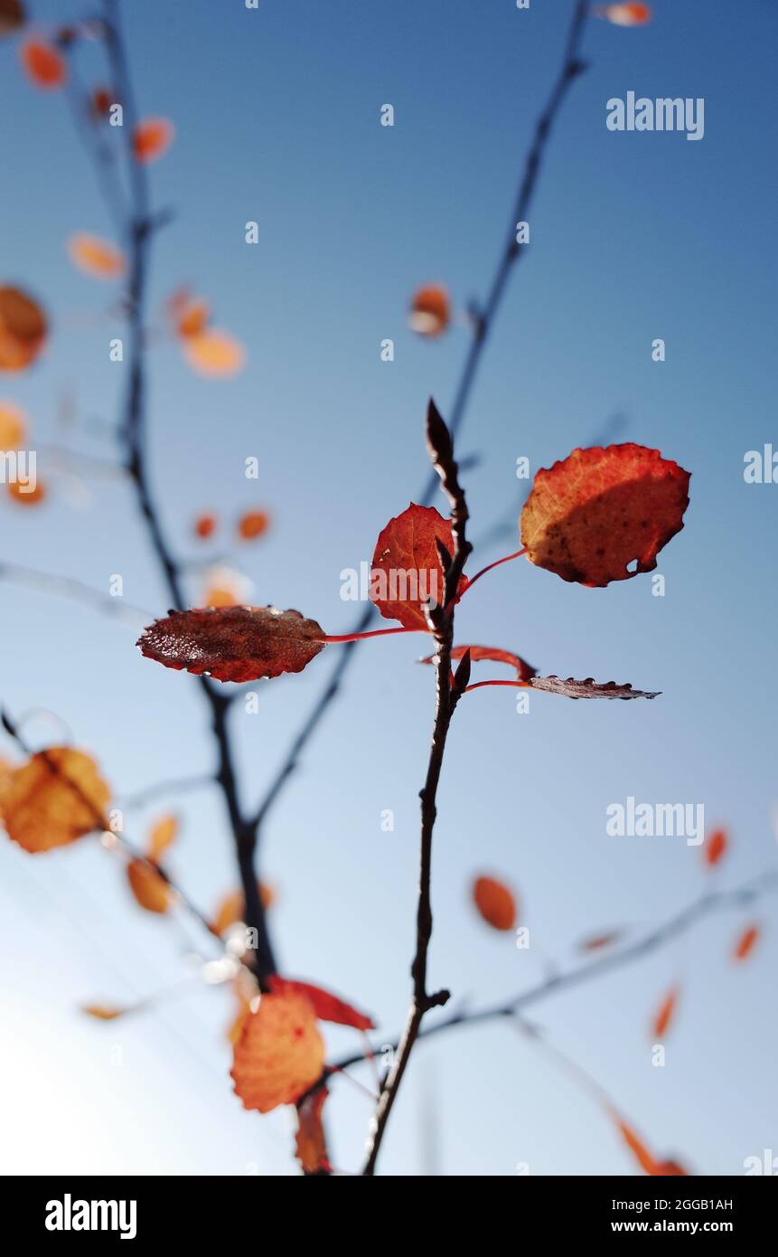 Aspen en automne, ciel bleu vif, ornement, calme Banque D'Images
