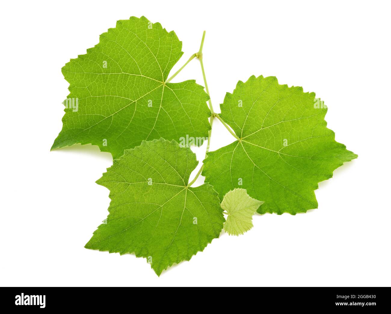 Pampre isolé sur fond blanc Banque D'Images