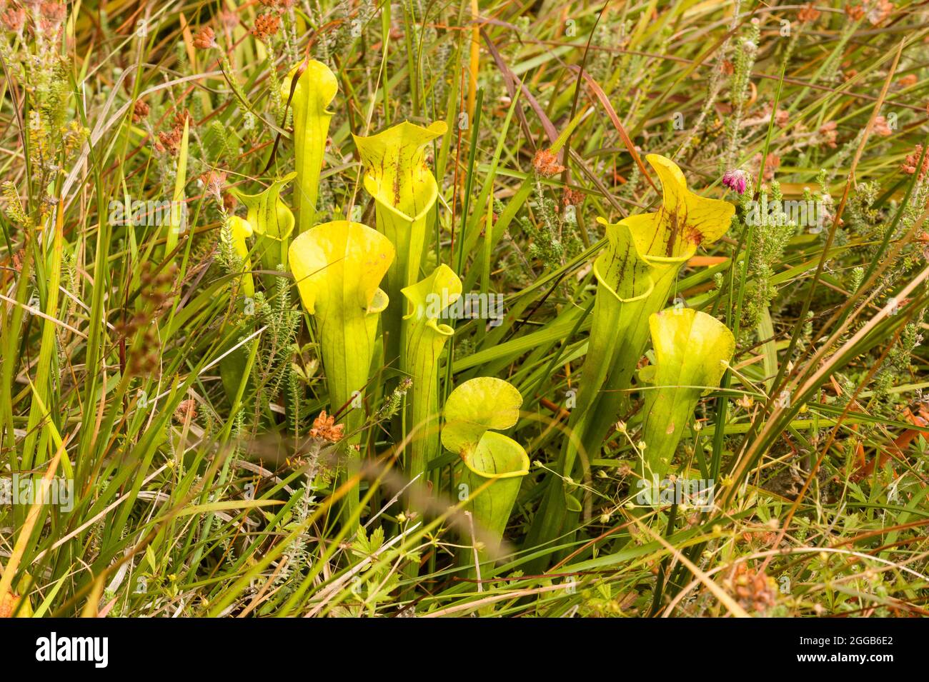 Plantes de pichet carnivores, plantes non indigènes introduites dans une zone de tourbière de Chobham Common, Surrey, Angleterre, Royaume-Uni Banque D'Images