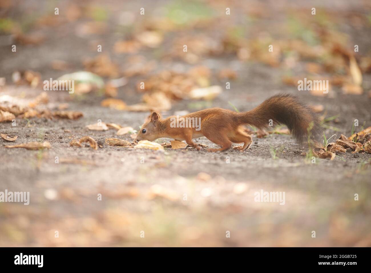 Un Bel Ecureuil Drole Dans Le Parc Un Ecureuil Et Un Paysage Urbain De Ville Photo Stock Alamy