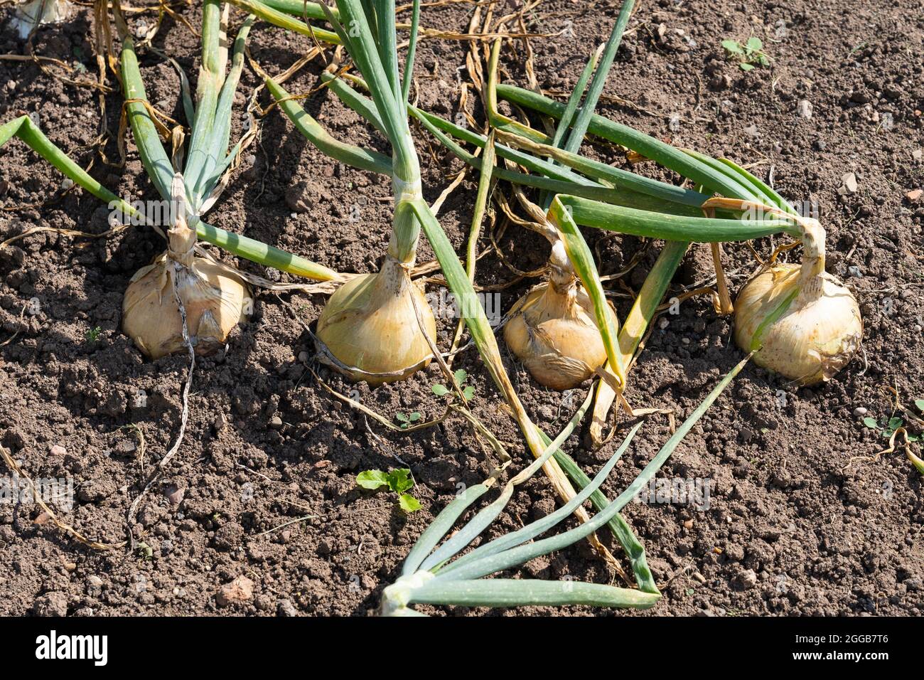 L'oignon (Allium cesp L., de l'oignon latin cesp), également connu sous le nom d'oignon bulbe ou d'oignon commun, croissant dans un potager, Royaume-Uni Banque D'Images