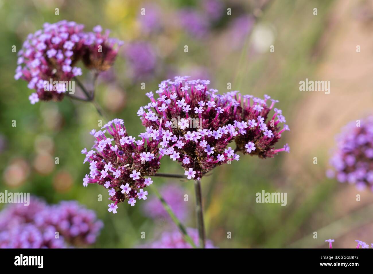 Verbena bonariensis, le purpetop vervain, clustertop vervain, argentin vervain, grand verbène ou joli verbène. Dans un jardin anglais en août Banque D'Images