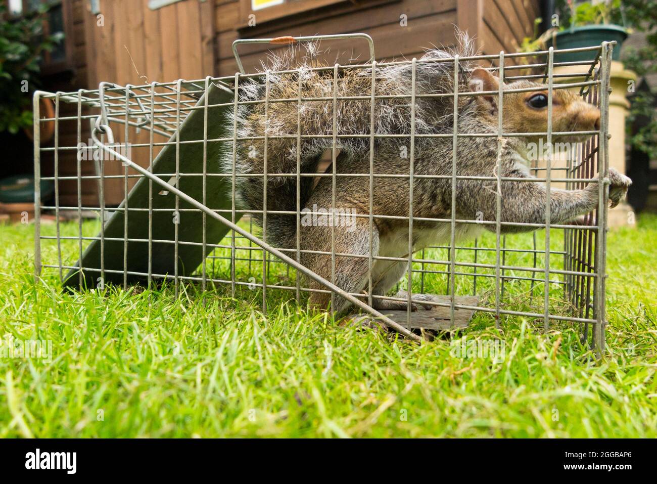Écureuil gris sauvage pris et piégé dans un piège humain après avoir causé une nuisance dans un jardin de banlieue en creusant la pelouse. Les écureuils sont un ravageur de la vermine. ROYAUME-UNI (127) Banque D'Images
