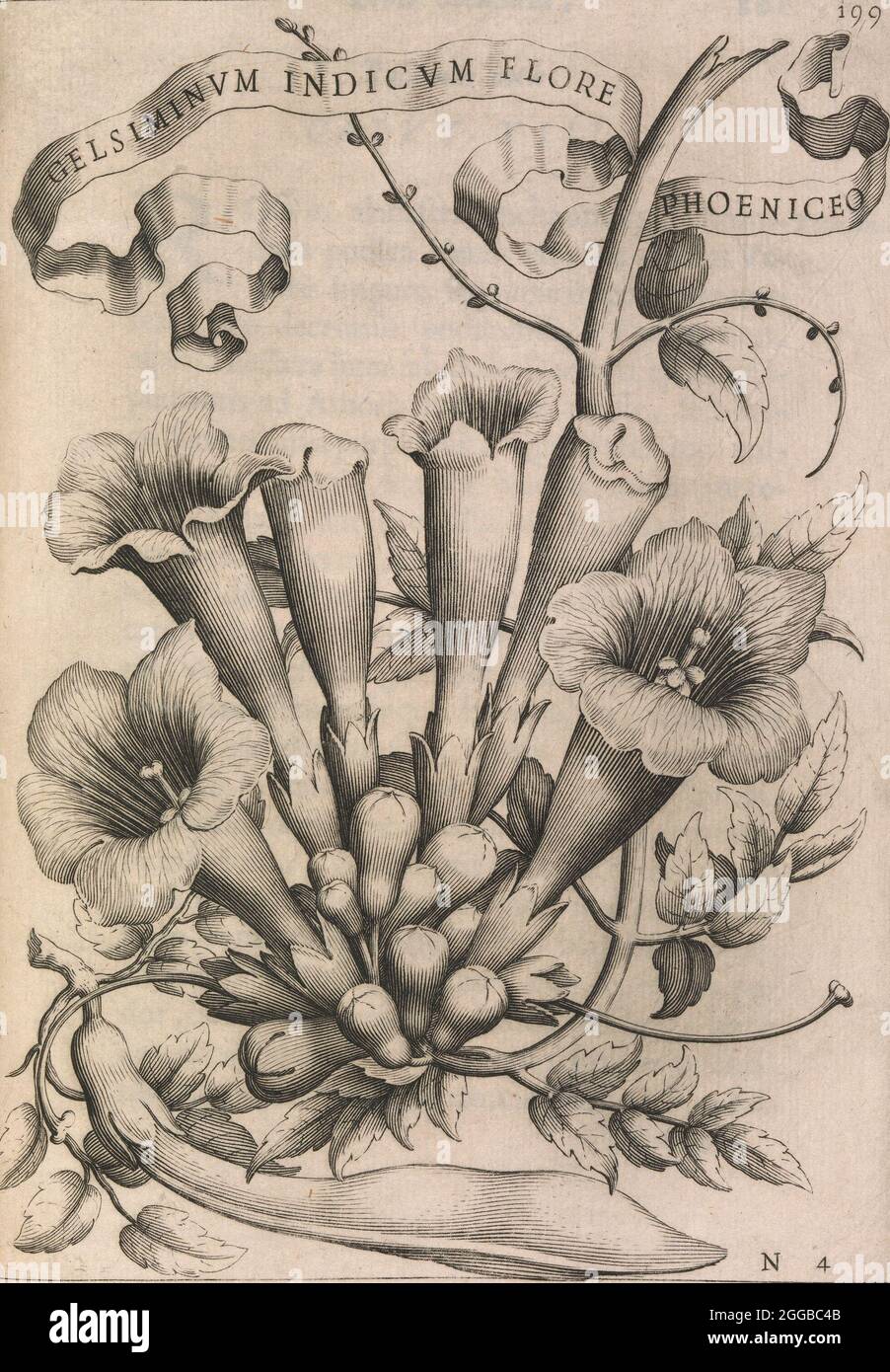 Gelsiminvm indicvm flore phoeniceo, 1633. Fleurs et graines. De Florum Cultura, [Rome]. Banque D'Images