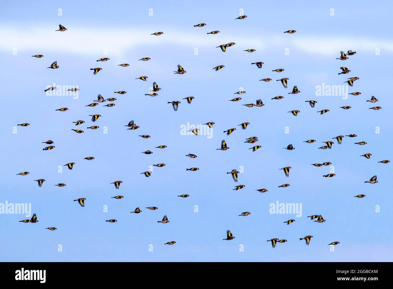 Grand troupeau de goldfinches européens (Carduelis carduelis) en vol contre le ciel bleu en hiver Banque D'Images