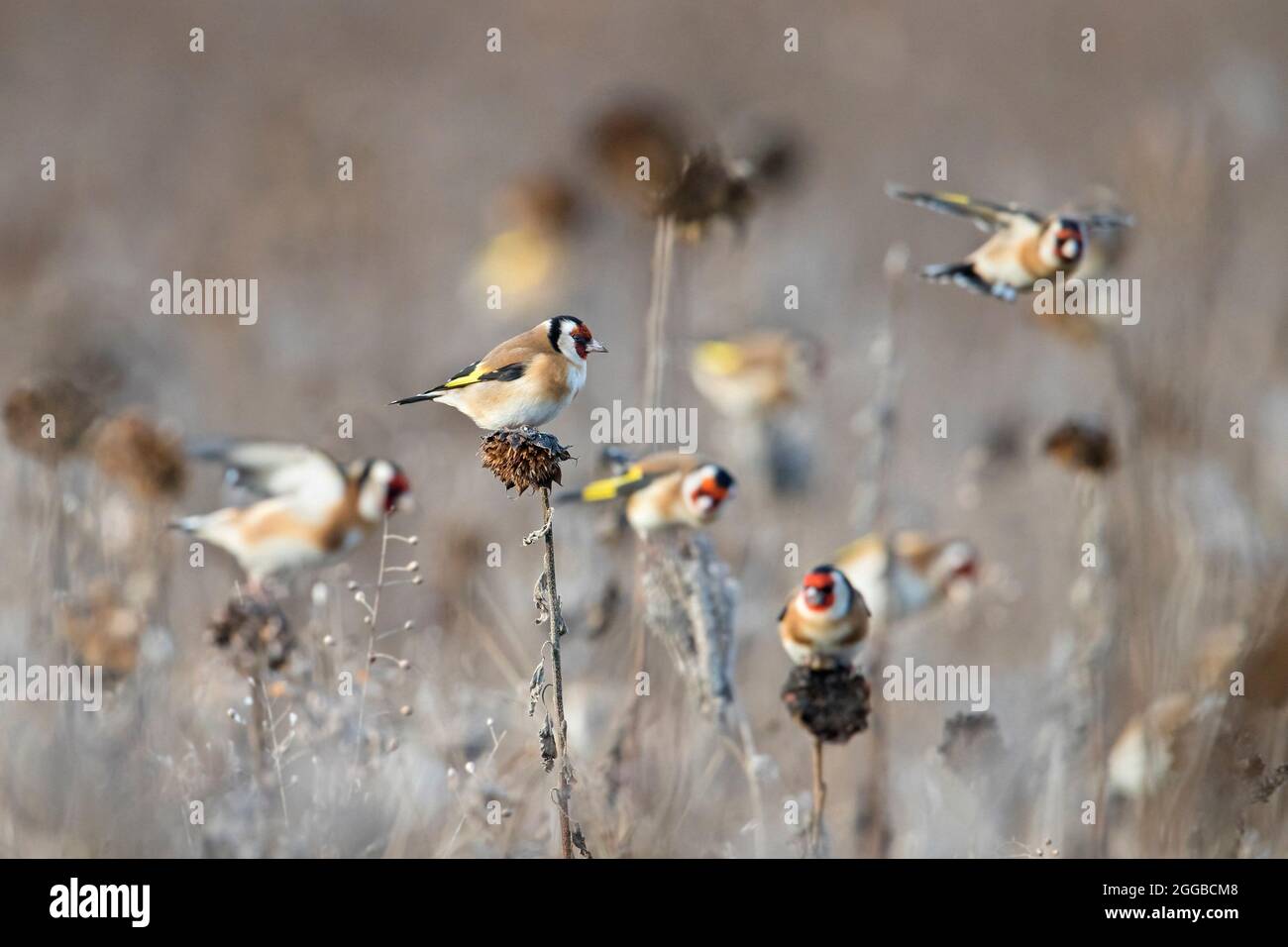 Troupeau de goldfinches européens (Carduelis carduelis) fourrager dans le champ de tournesol à la recherche de graines à manger en hiver Banque D'Images