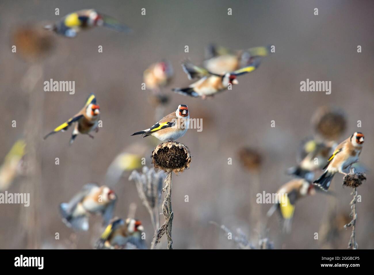 Troupeau de goldfinches européens (Carduelis carduelis) fourrager dans le champ de tournesol à la recherche de graines à manger en hiver Banque D'Images