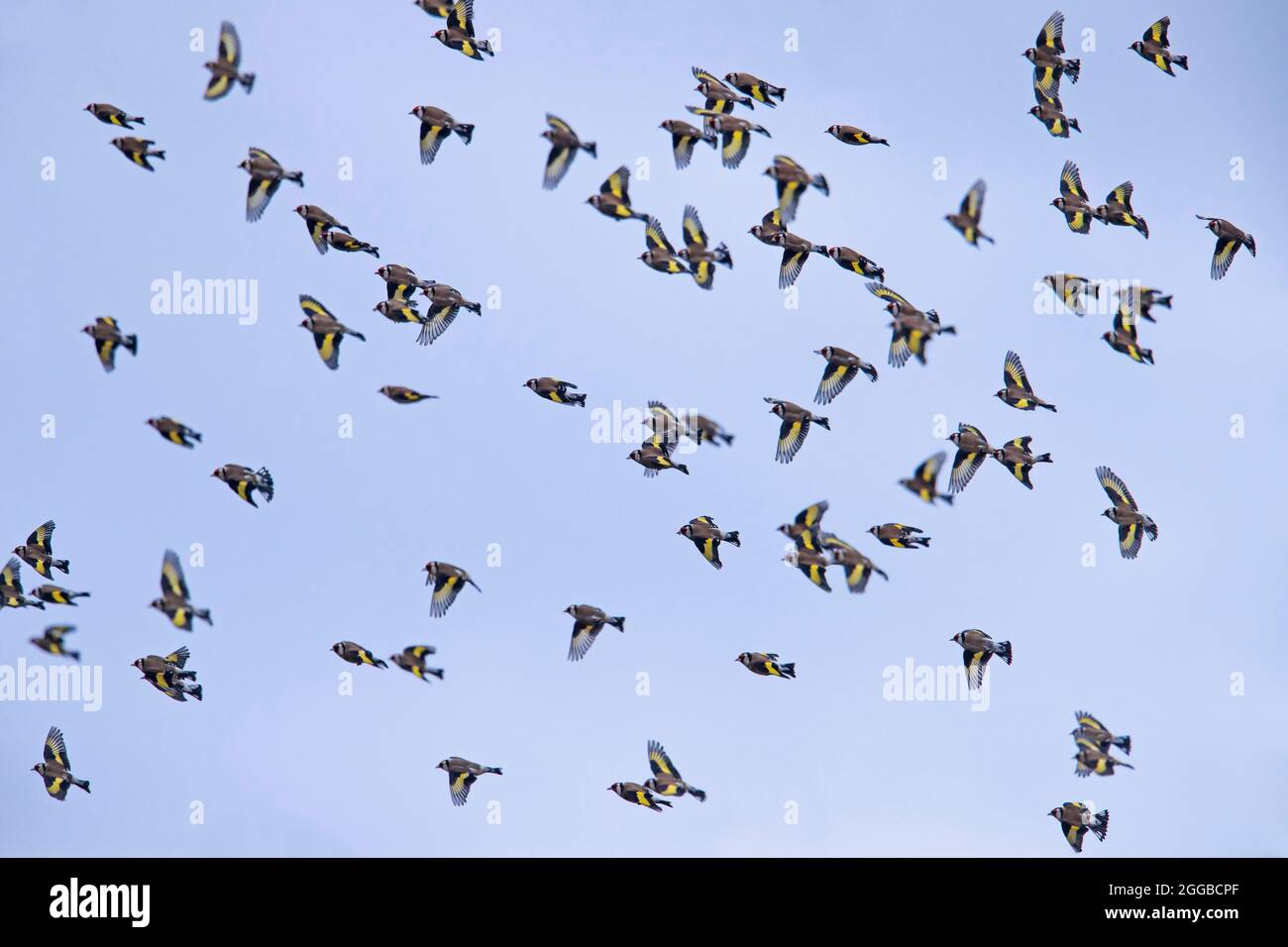 Grand troupeau de goldfinches européens (Carduelis carduelis) en vol contre le ciel bleu en hiver Banque D'Images