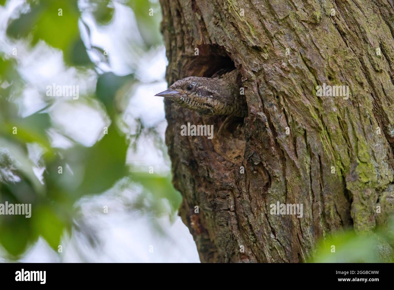 Tête adhérant au col de cygne eurasien / wryneck nordique (Jynx torrilla) à travers le trou de nid dans l'arbre en forêt au printemps Banque D'Images