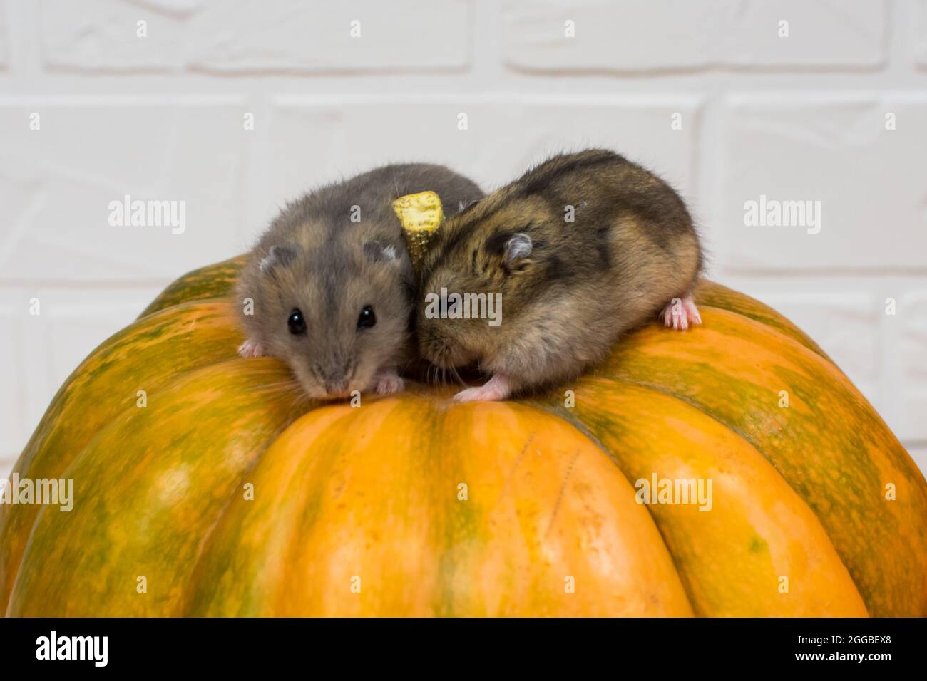 Deux petits hamsters Dzungariens s'assoient sur une citrouille orange. Banque D'Images