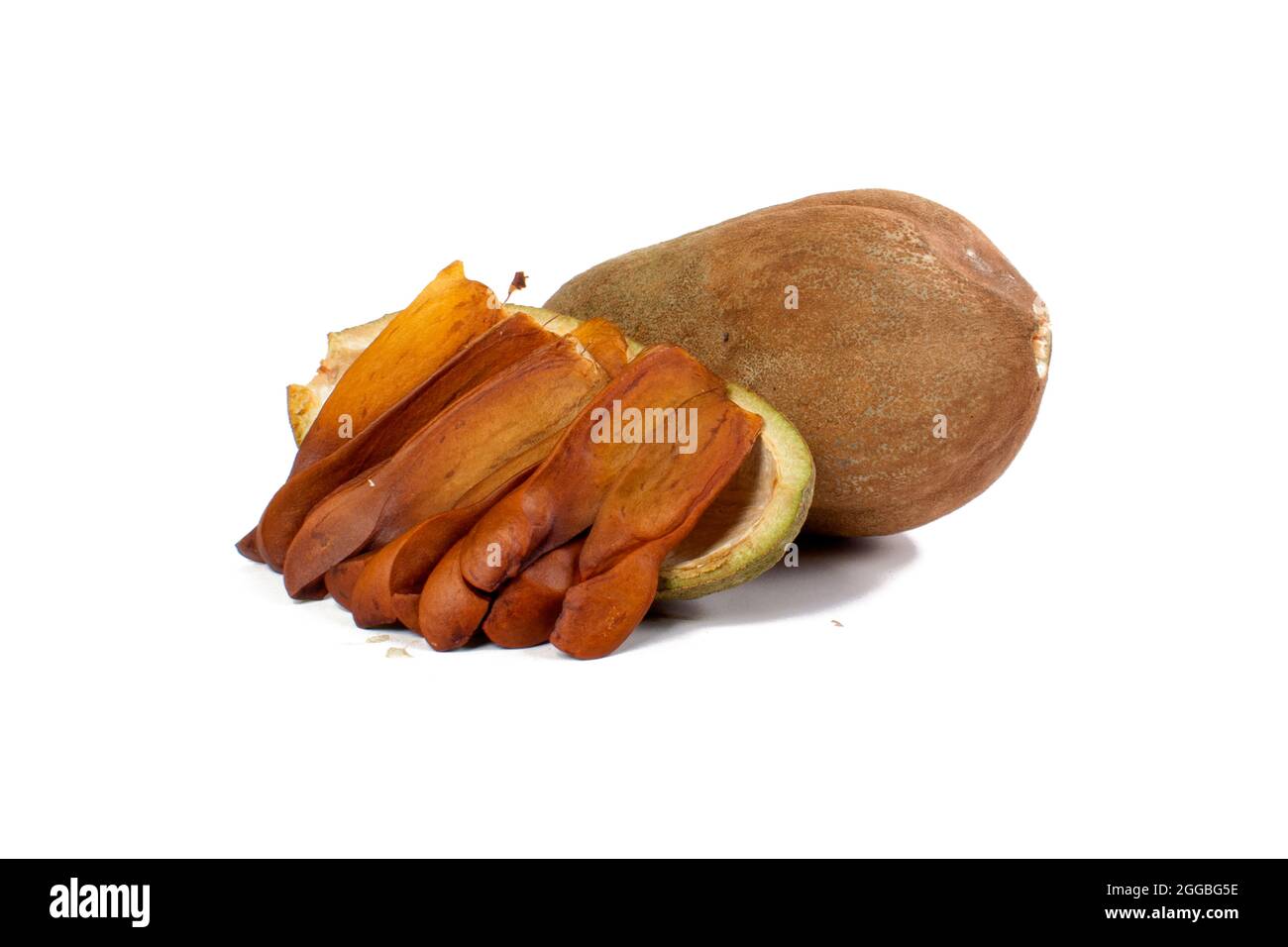 Fruit de Swietenia mahagoni sur fond blanc isolé Banque D'Images