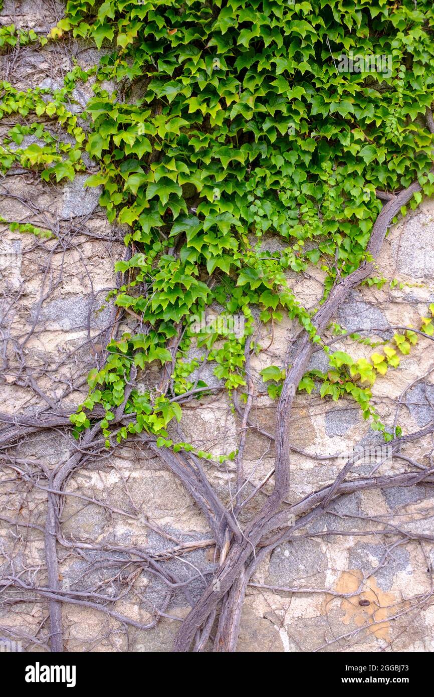 Vignes poussant contre le mur à la fin de l'été sur la maison dans la région Rhône-Alpes de France Banque D'Images