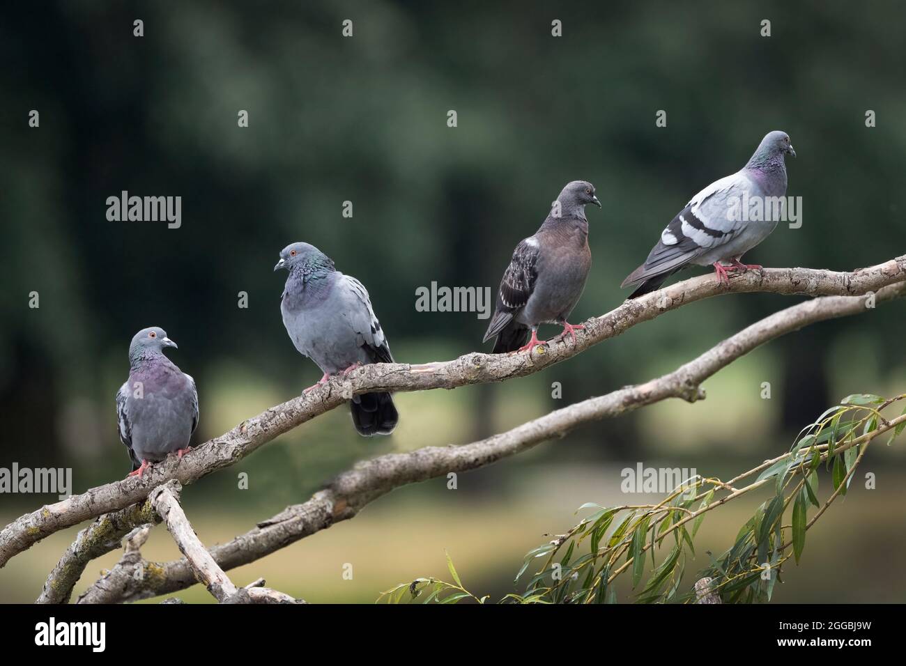 pigeon dérivé du mot latin pipipipio signifiant jeune oiseau qui joue Banque D'Images