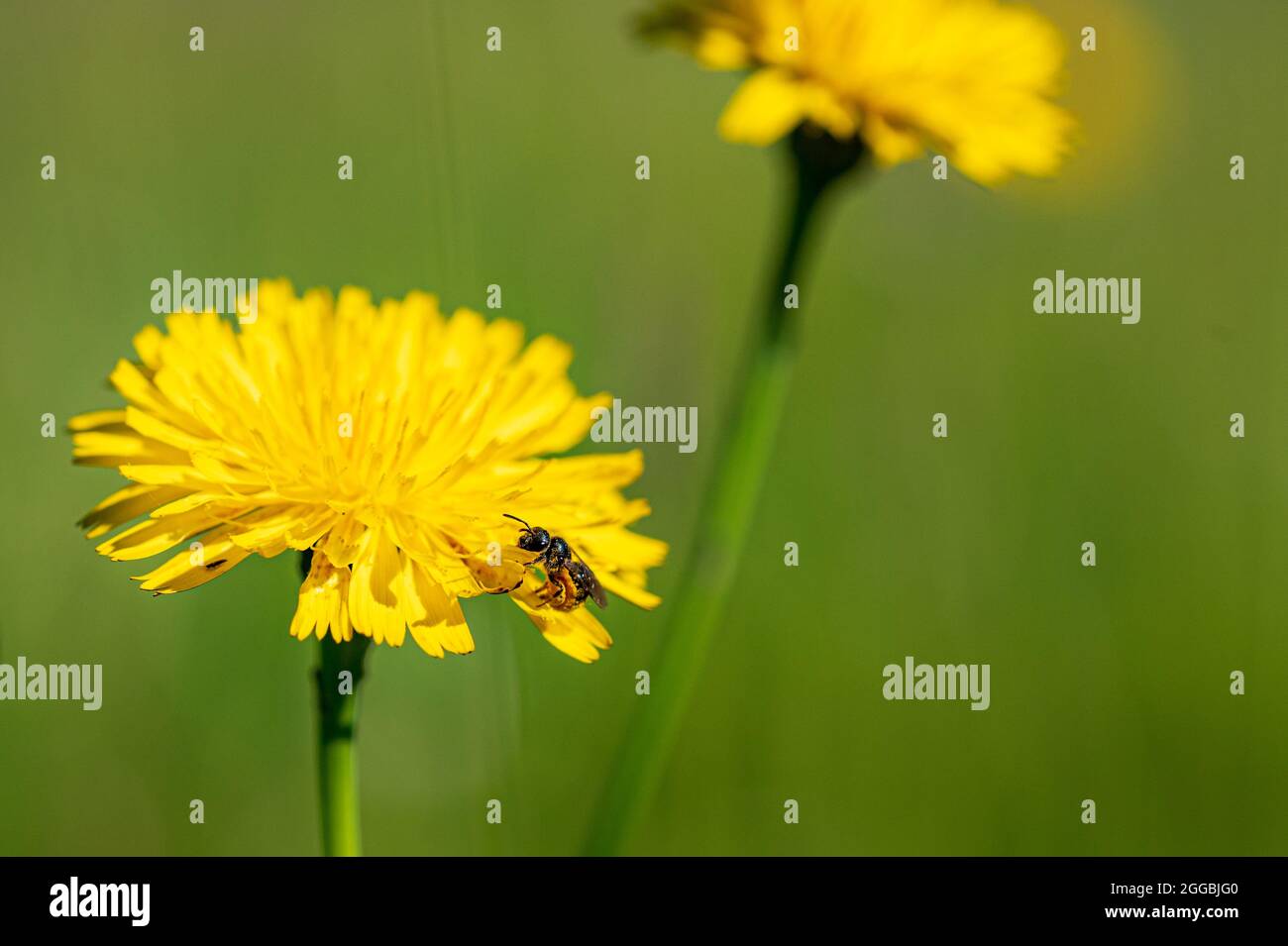 Mouche de soldat noir, hermetia illucens, recueillant le pollen d'une fleur de pissenlit Banque D'Images