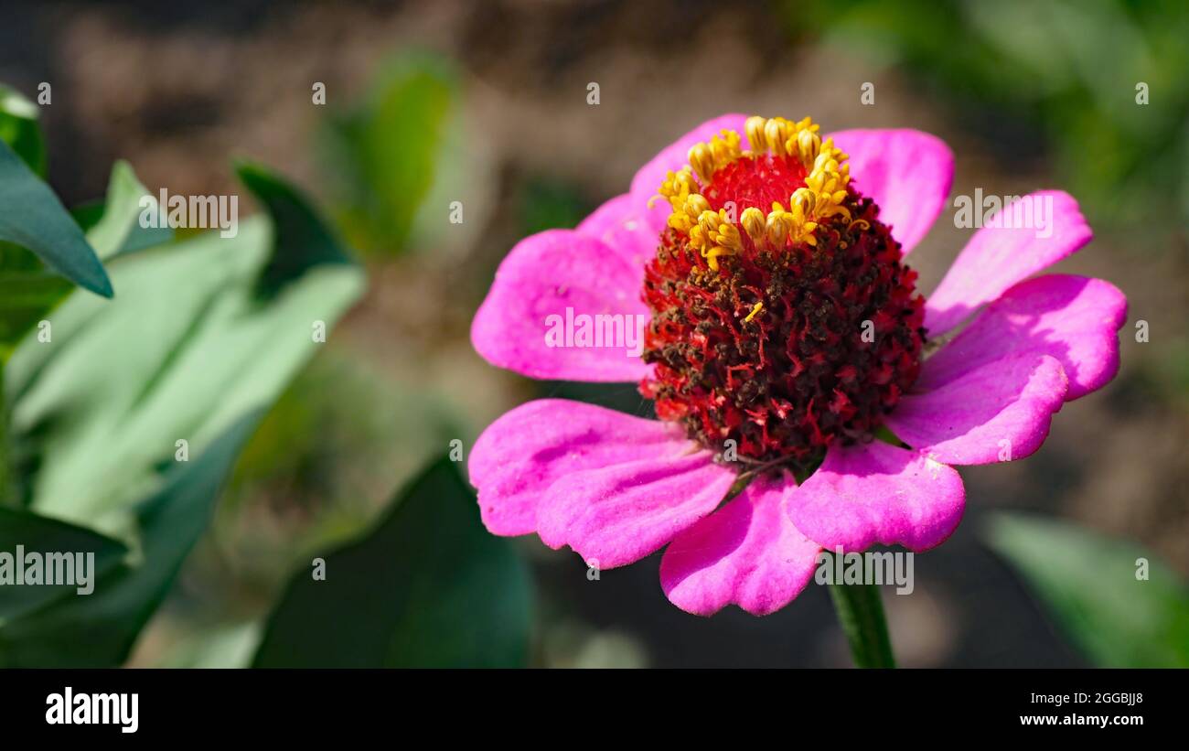 APPAREIL PHOTO NUMÉRIQUE OLYMPUS - gros plan de la fleur rose sur une plante de zinnia qui pousse dans un lit de fleurs. Banque D'Images