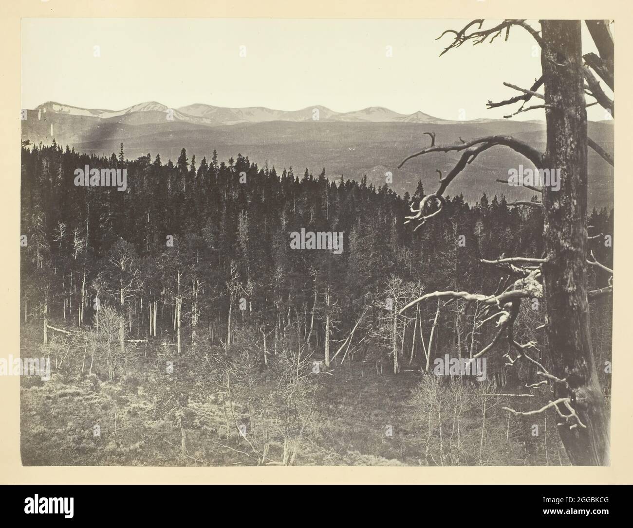 Snow and Timber Line, Medicine Bow Mountain, 1868/69. Albumine print, pl. vii de l'album "Sun Pictures of Rocky Mountain décor" (1870). Banque D'Images