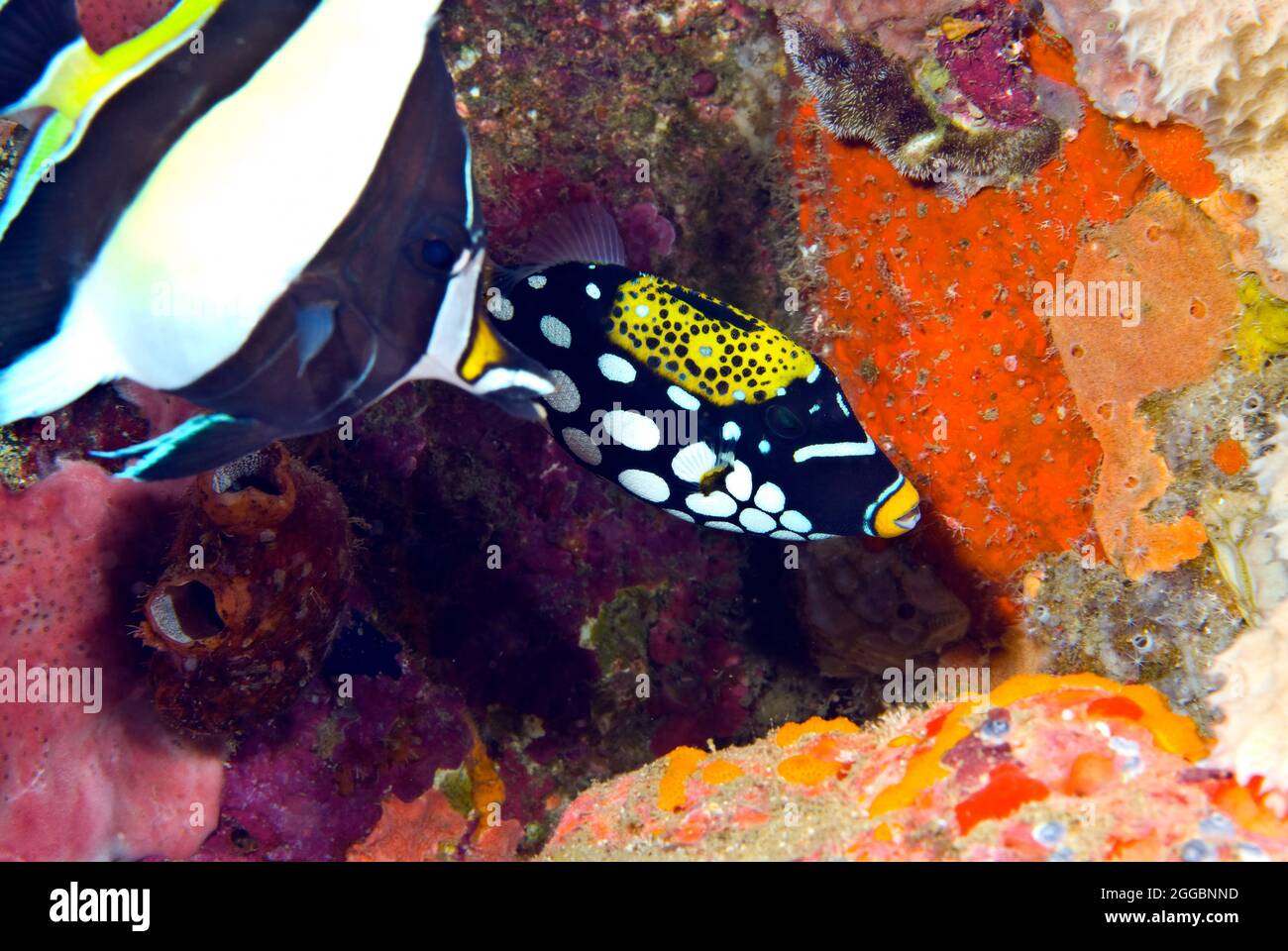 Idol mauresque et triggerfish clown, Lembeh Straits, Sulawesi, Indonésie Banque D'Images