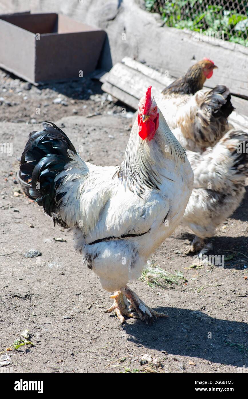 un coq entouré de poulets dans la cour Banque D'Images