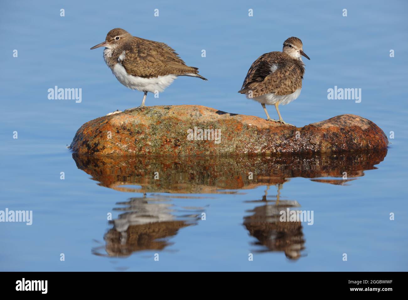 Une paire de sandpipers communs (Actitis hypoleucos) dans la reproduction de plumage sur une roche à la rive d'un loch écossais Banque D'Images
