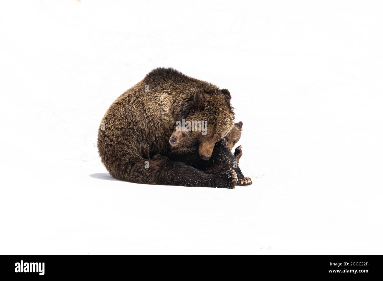 Grizzly Bear Banque D'Images Grizzly Bear Banque D'Images