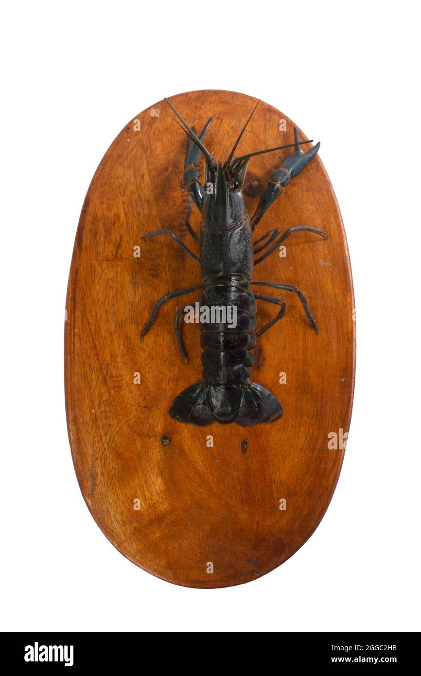 Freshwater Lobster blanc fond de studio Banque D'Images