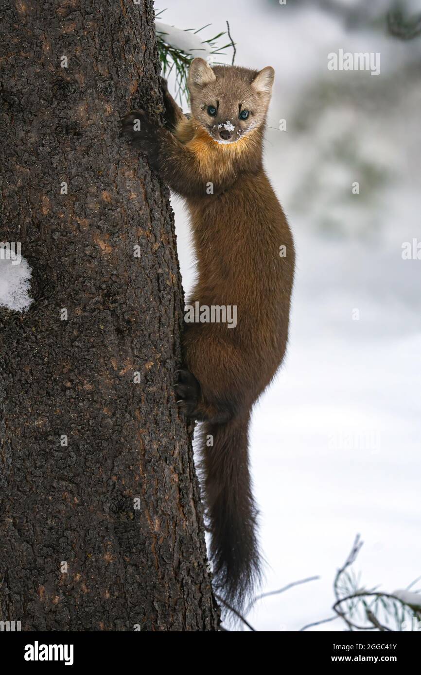 Martre des pins Banque D'Images