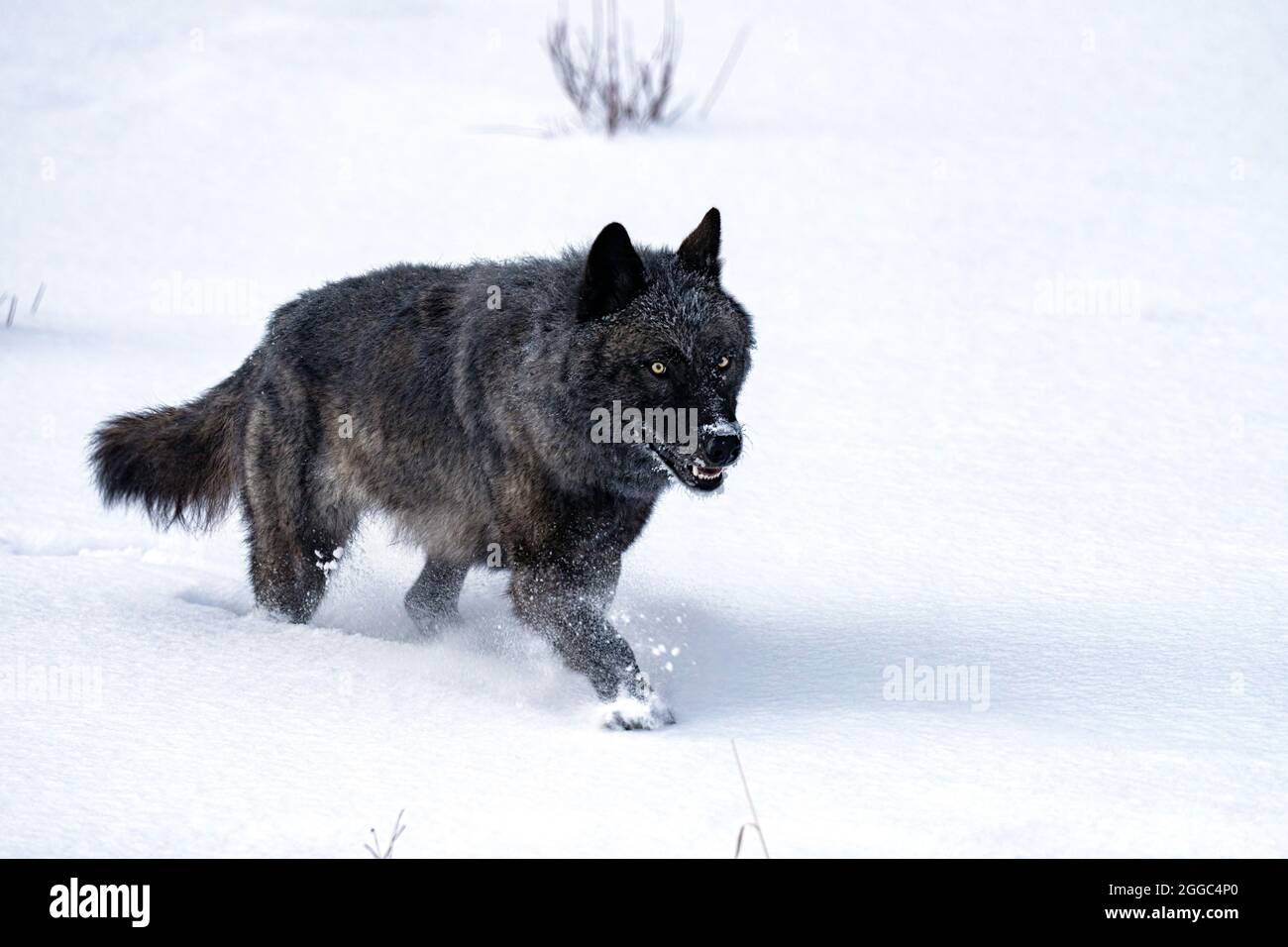 Wolf Banque D'Images