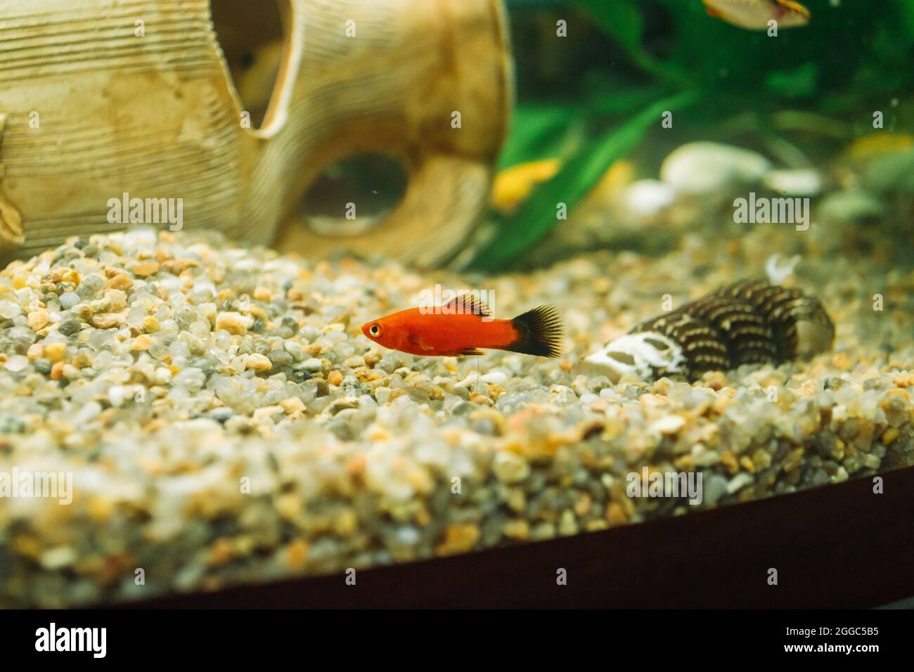 Gros plan d'un petit poisson rouge nageant dans un aquarium Photo Stock -  Alamy