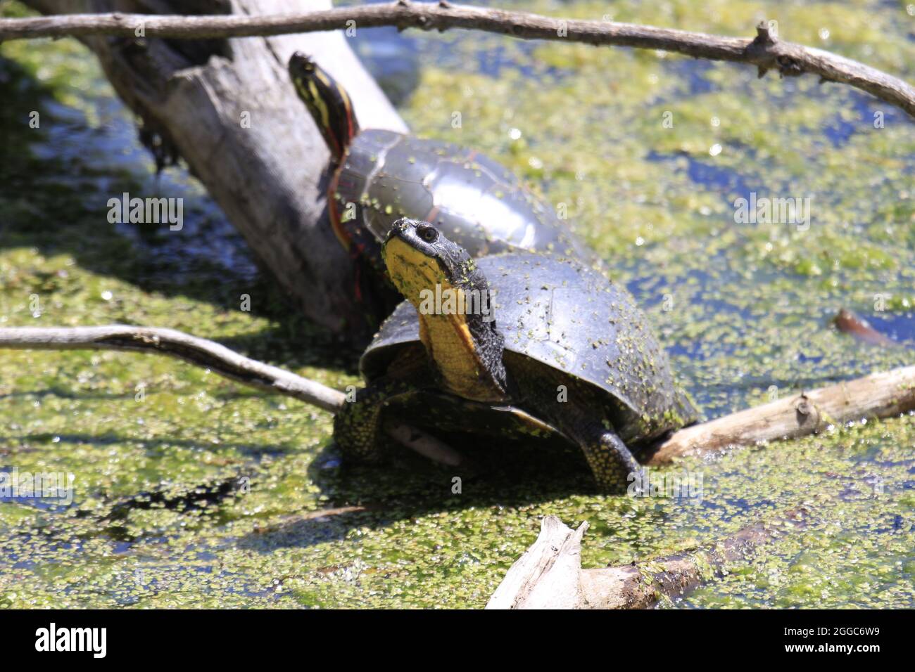 Sélective d'une tortue mouchetée (Emydoidea blandingii) dans un marais Banque D'Images