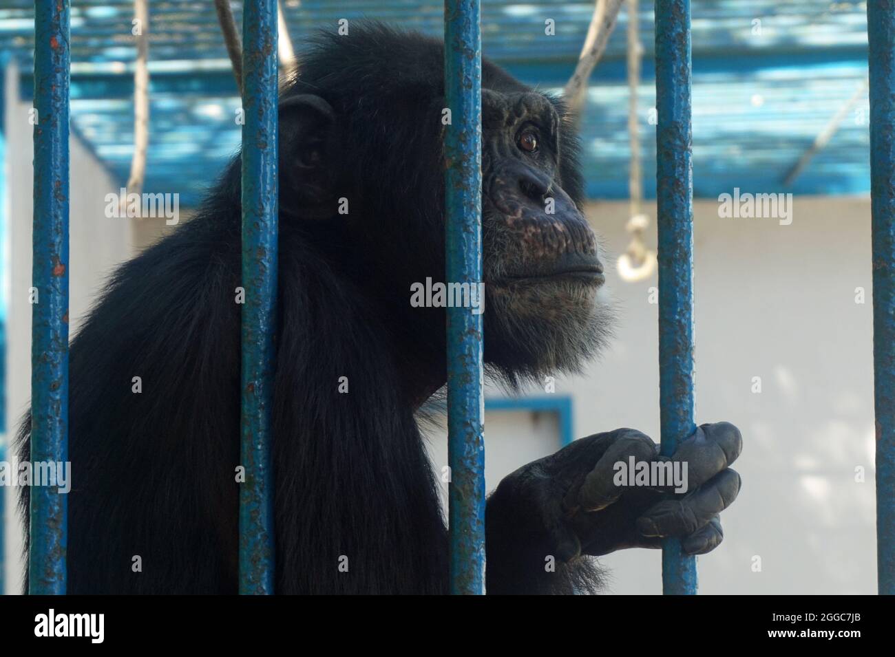 APE en cage dans un zoo au Sénégal Banque D'Images