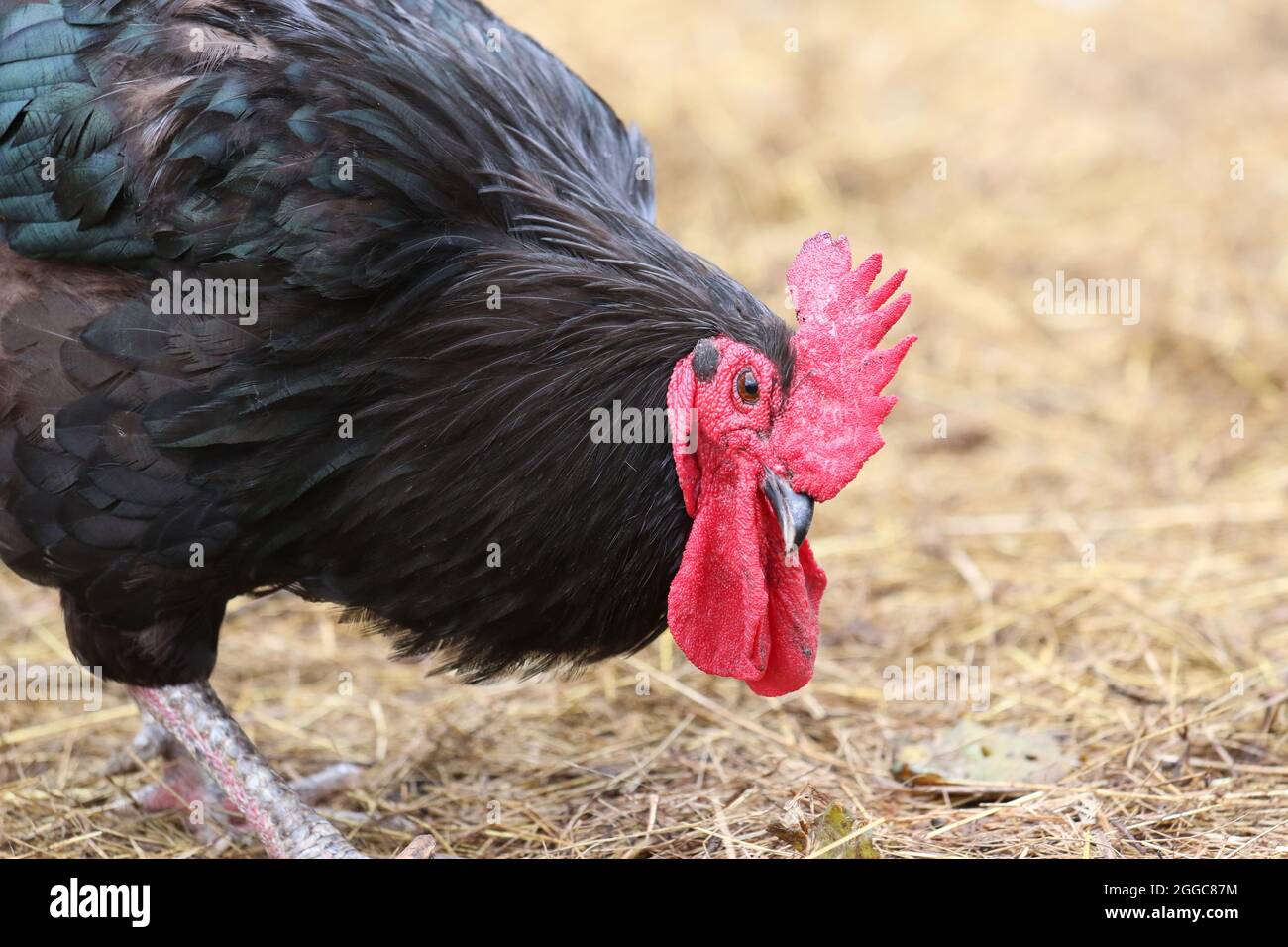 Un coq de gamme libre noir fourragent dans une cour de ferme Banque D'Images