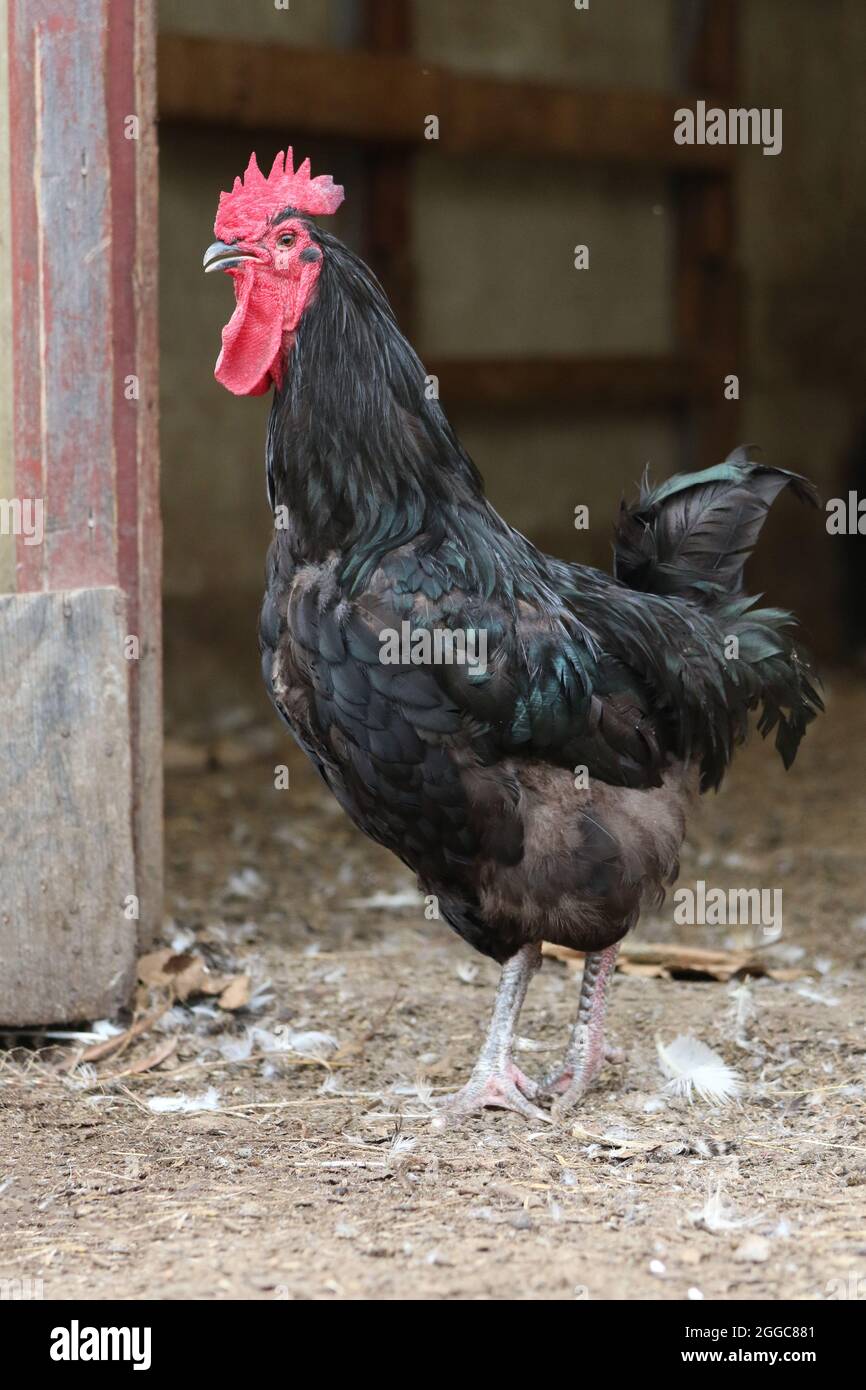 Un coq de gamme libre noir fourragent dans une cour de ferme Banque D'Images