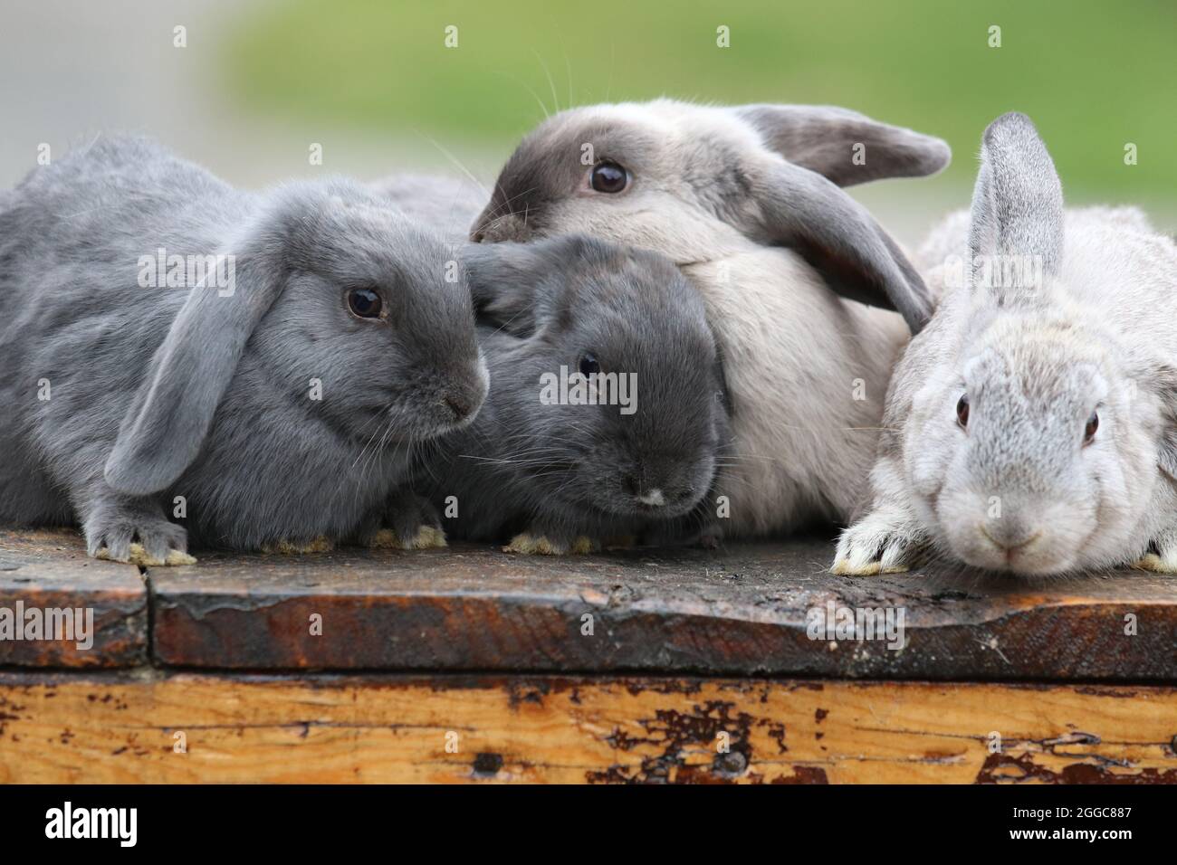 Des lapins se blottent ensemble dans un zoo pour enfants Banque D'Images