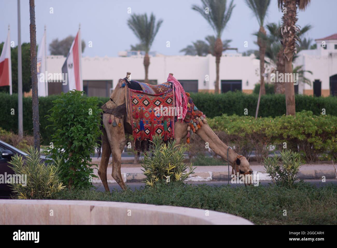 Un chameau mange de l'herbe. Un chameau en vêtements égyptiens nationaux sur le territoire de l'hôtel. Banque D'Images