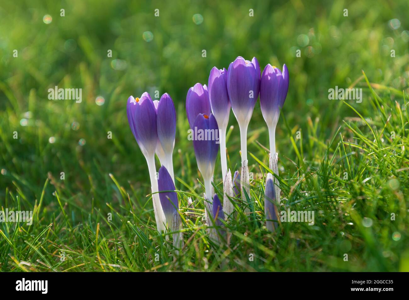 Vue printanière de fleurs de crocus bleu safran et lumière du soleil arrière-plan flou avec bokeh, espace de copie pour le motif de vacances Banque D'Images