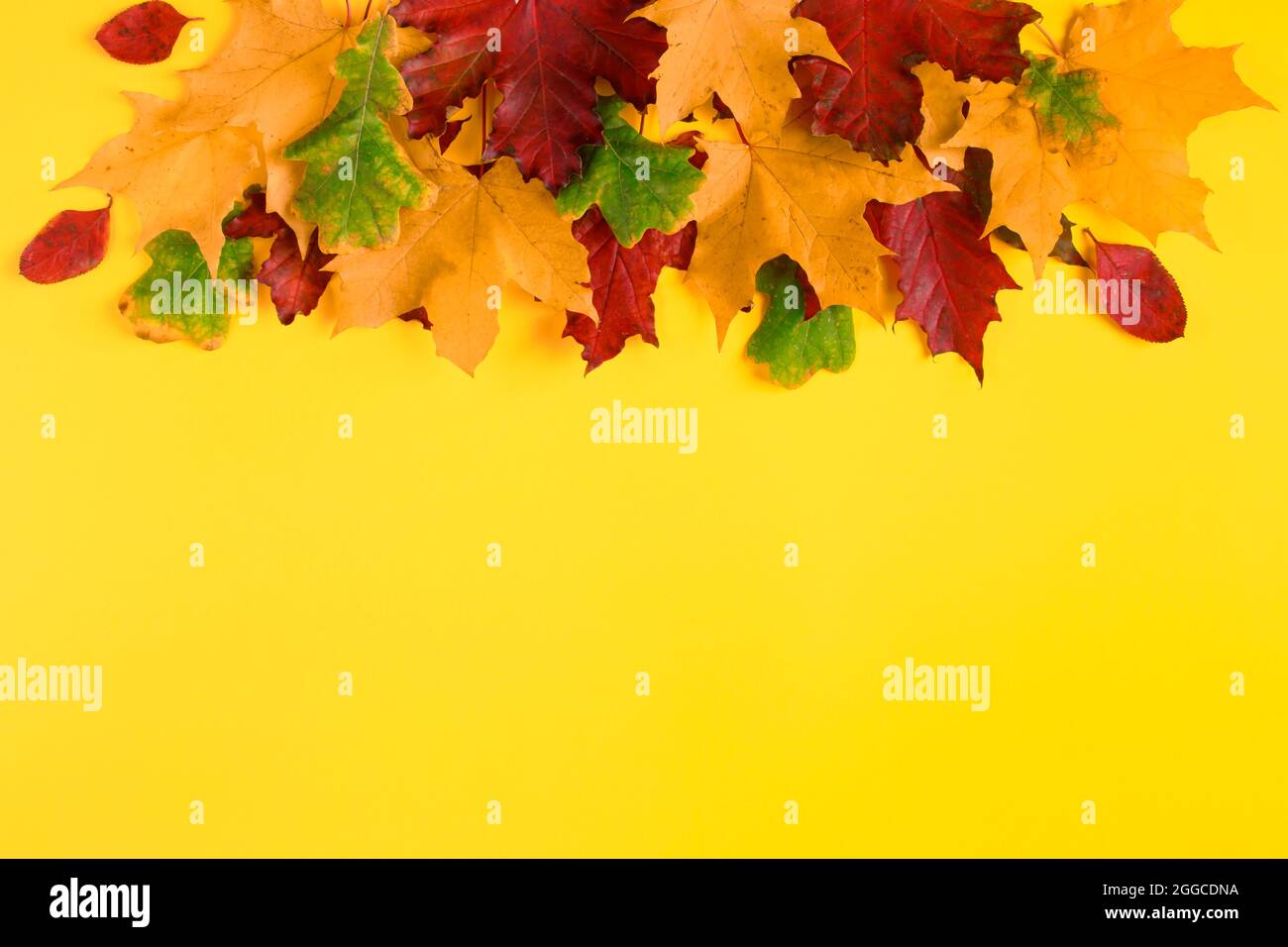 Cadre de feuilles d'érable d'automne tombées sur un fond jaune vif. Feuillage d'automne coloré. Toile de fond pour le design. Copier l'espace. Banque D'Images