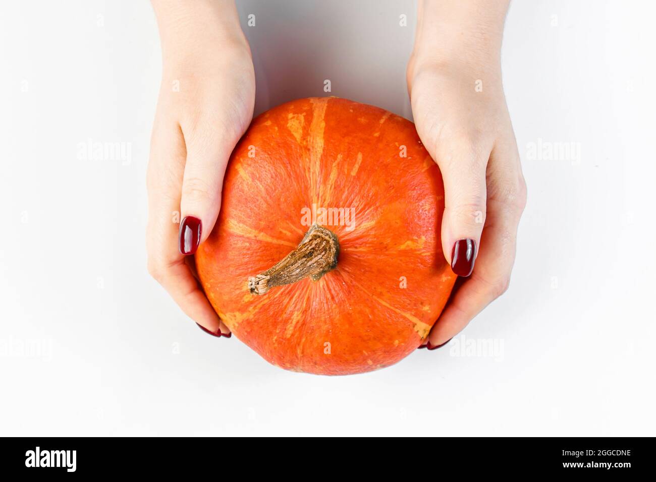 Les mains tiennent la citrouille mûre sur un fond blanc. La femme récolte d'automne. Symbole Halloween et Thanksgiving. Banque D'Images