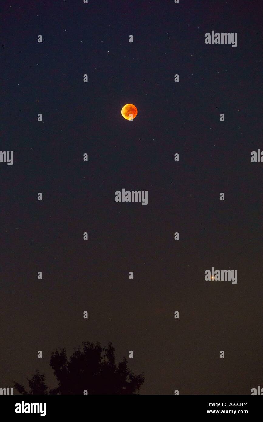 lune rouge de l'éclipse lunaire totale 2018 avec mars et silhouette d'un arbre au premier plan Banque D'Images