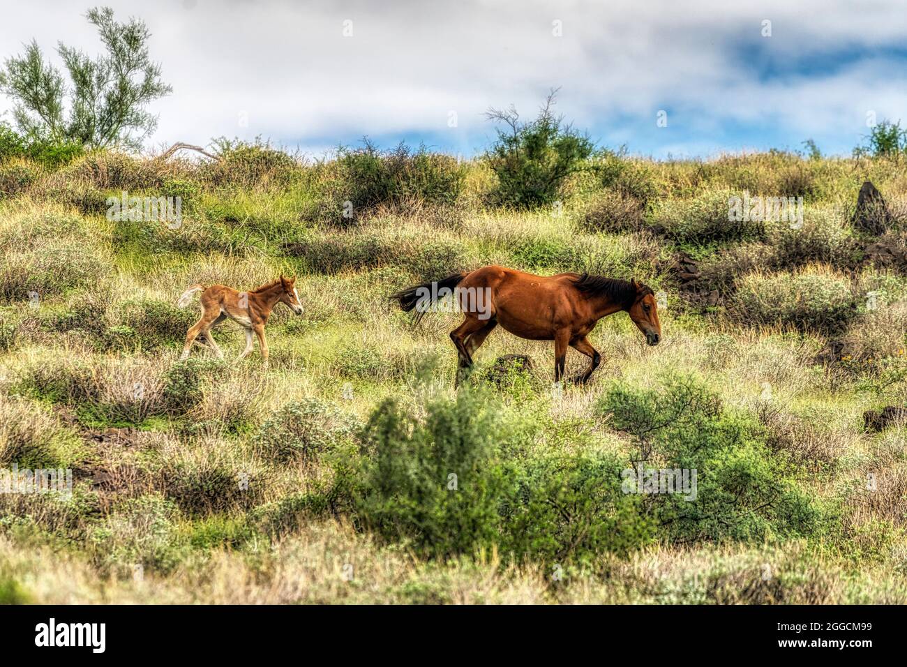 Salt River Wild Horses Dans La Forêt Nationale De Tonto, Près De Phoenix, Arizona. Banque D'Images